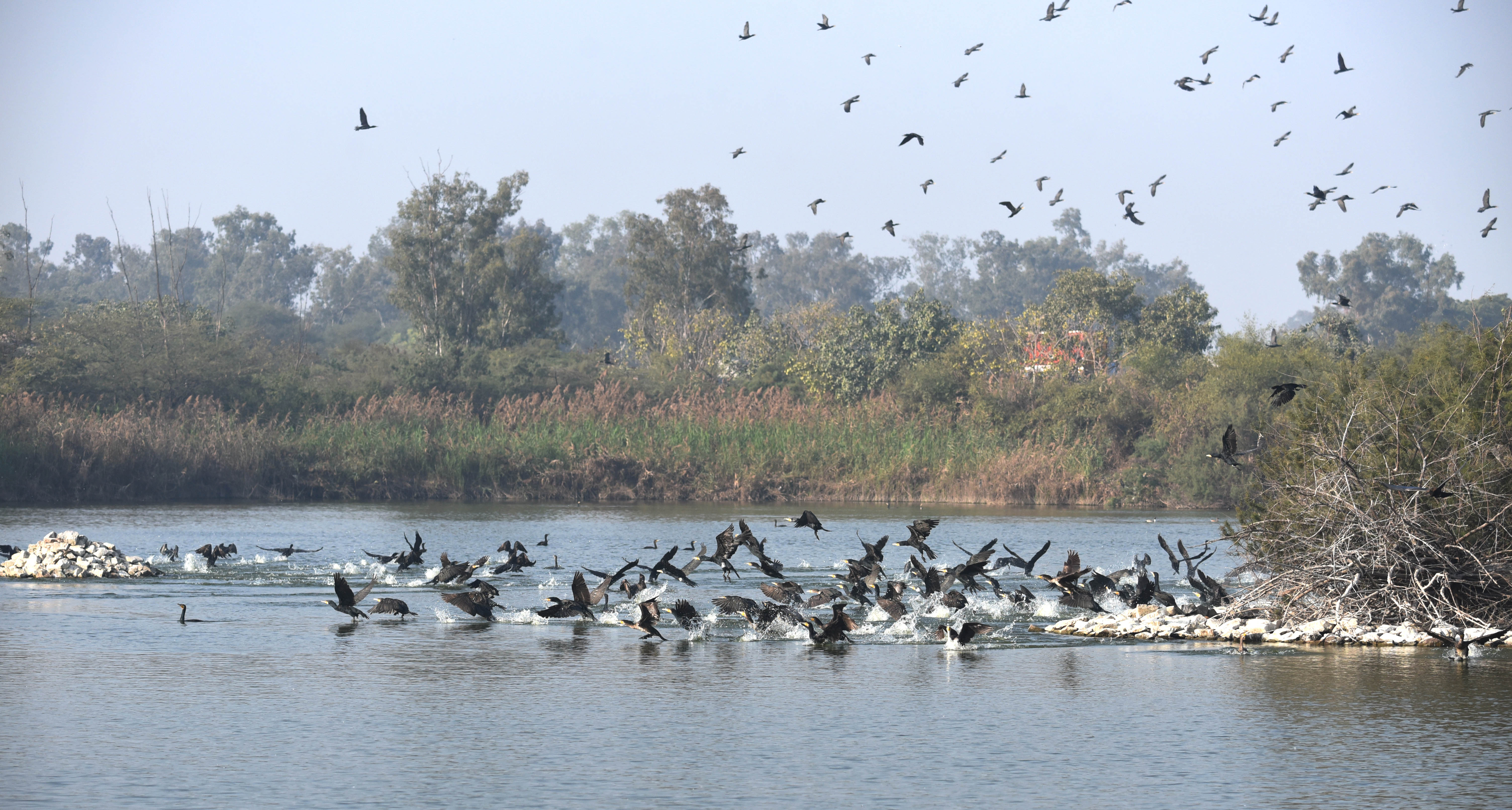 Migratory ducks in the Wetland Yamuna Biodiversity Park (1).JPG