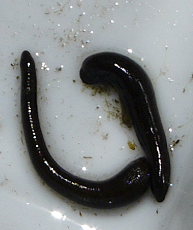 Hirudo verbana (Santos Cirujano).jpg