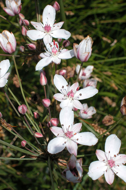 Butomus umbellatus(Santos Cirujano).jpg
