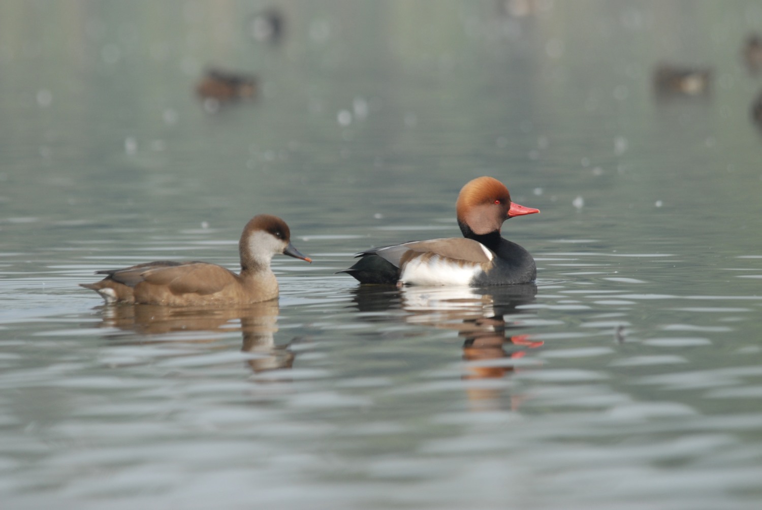 Red Crested Pochard.JPG