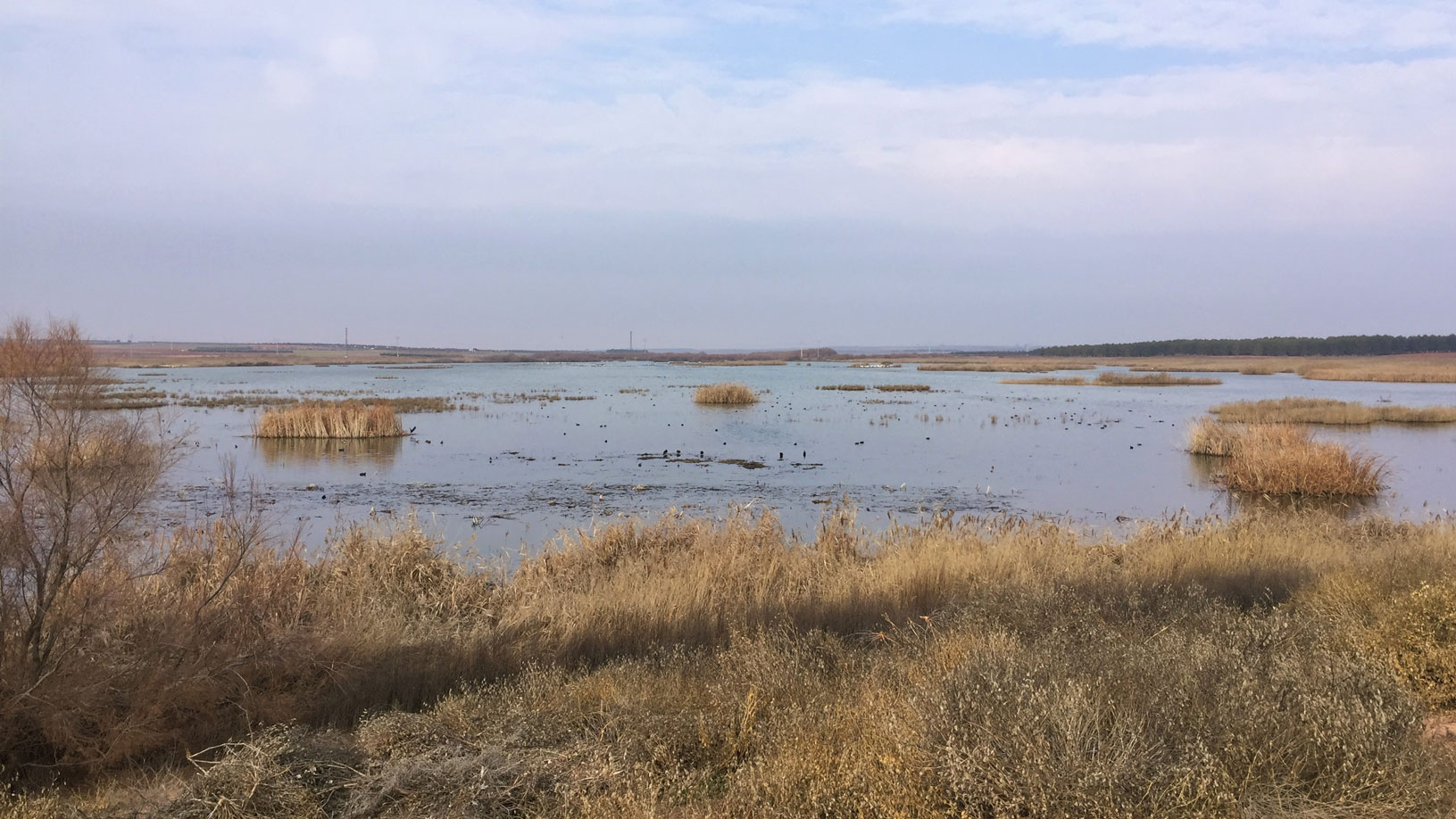 Laguna-de-La-Veguilla.-Alcázar-de-San-Juan-Enero-2019-(C.jpg