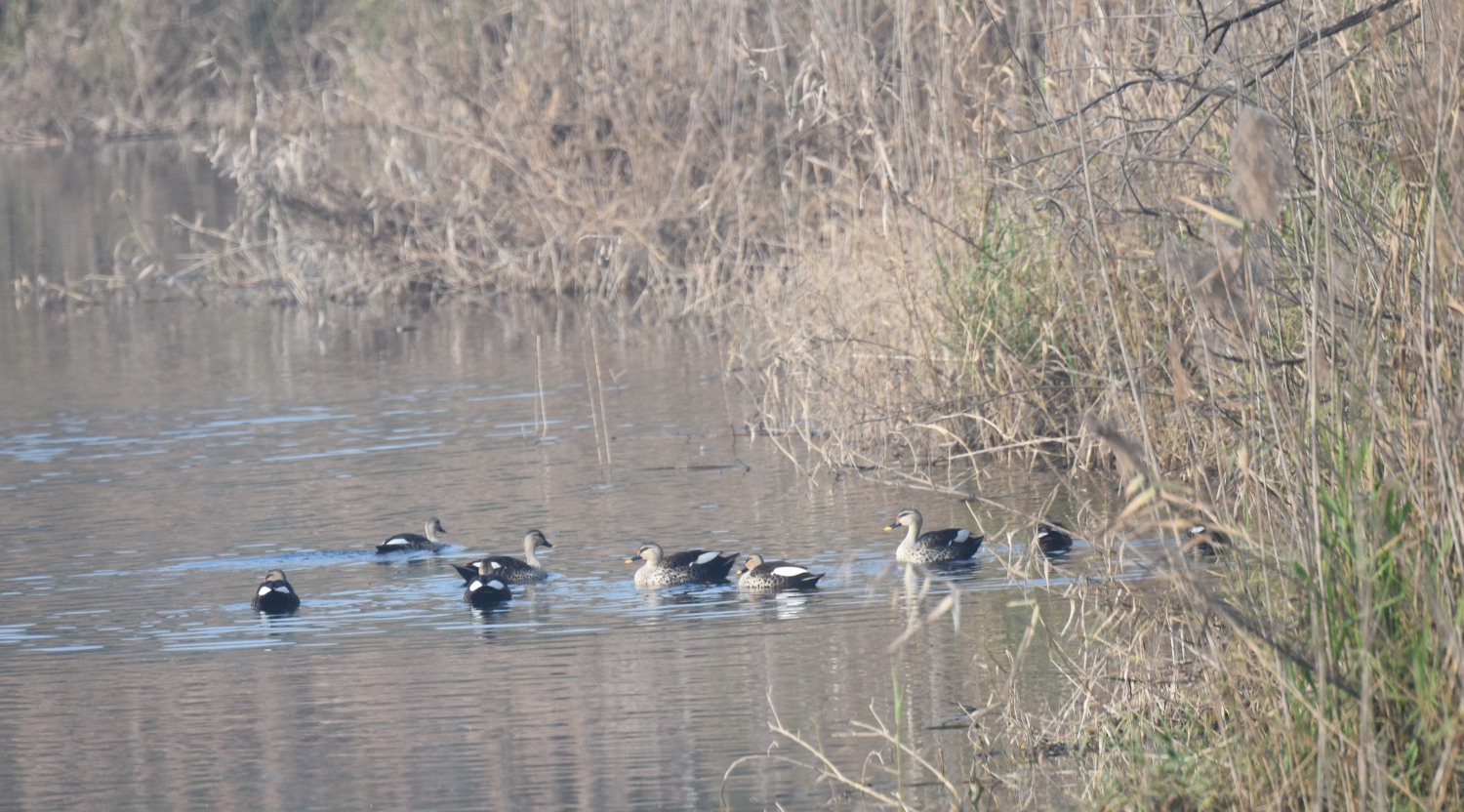 Spotbilled duck.JPG