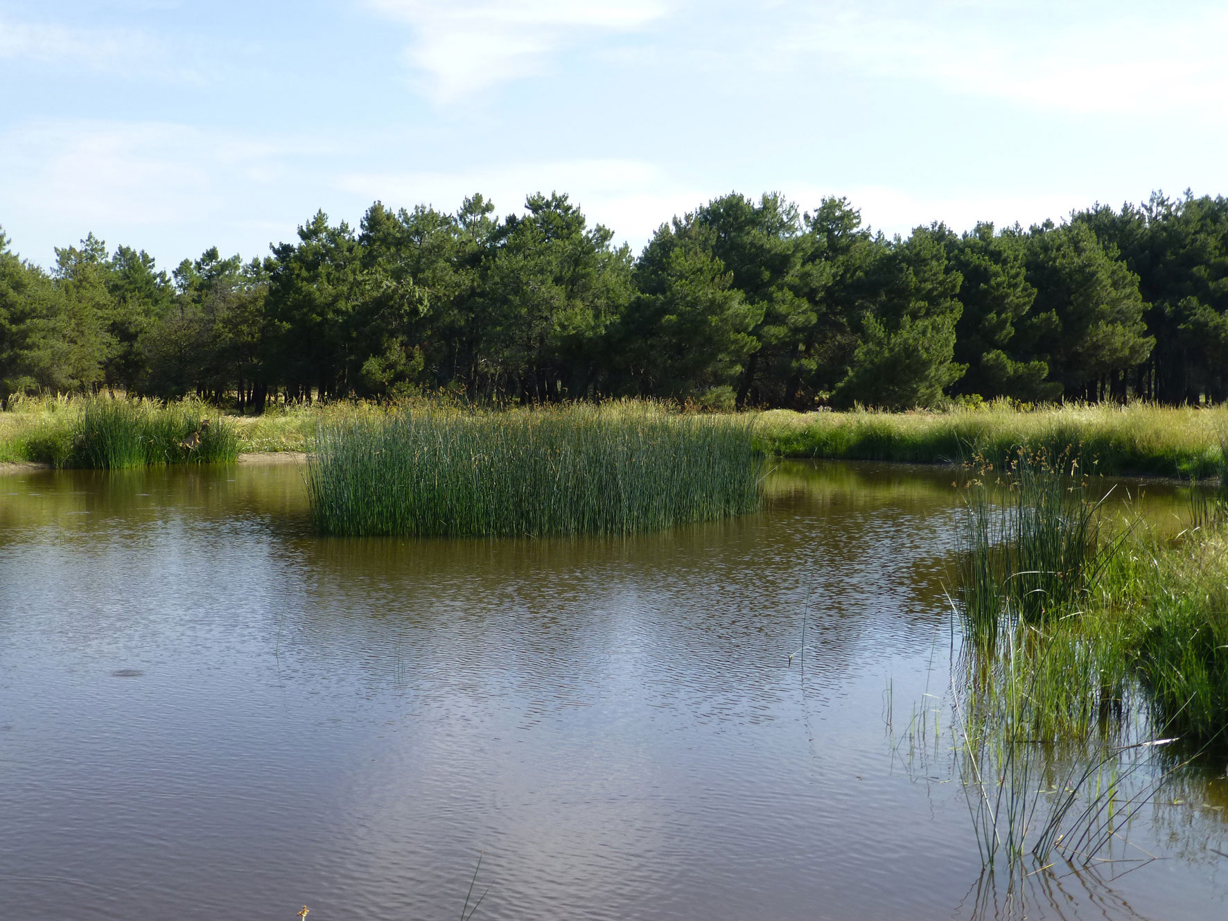 LAGUNA POLLOS(Santos Cirujano).jpg