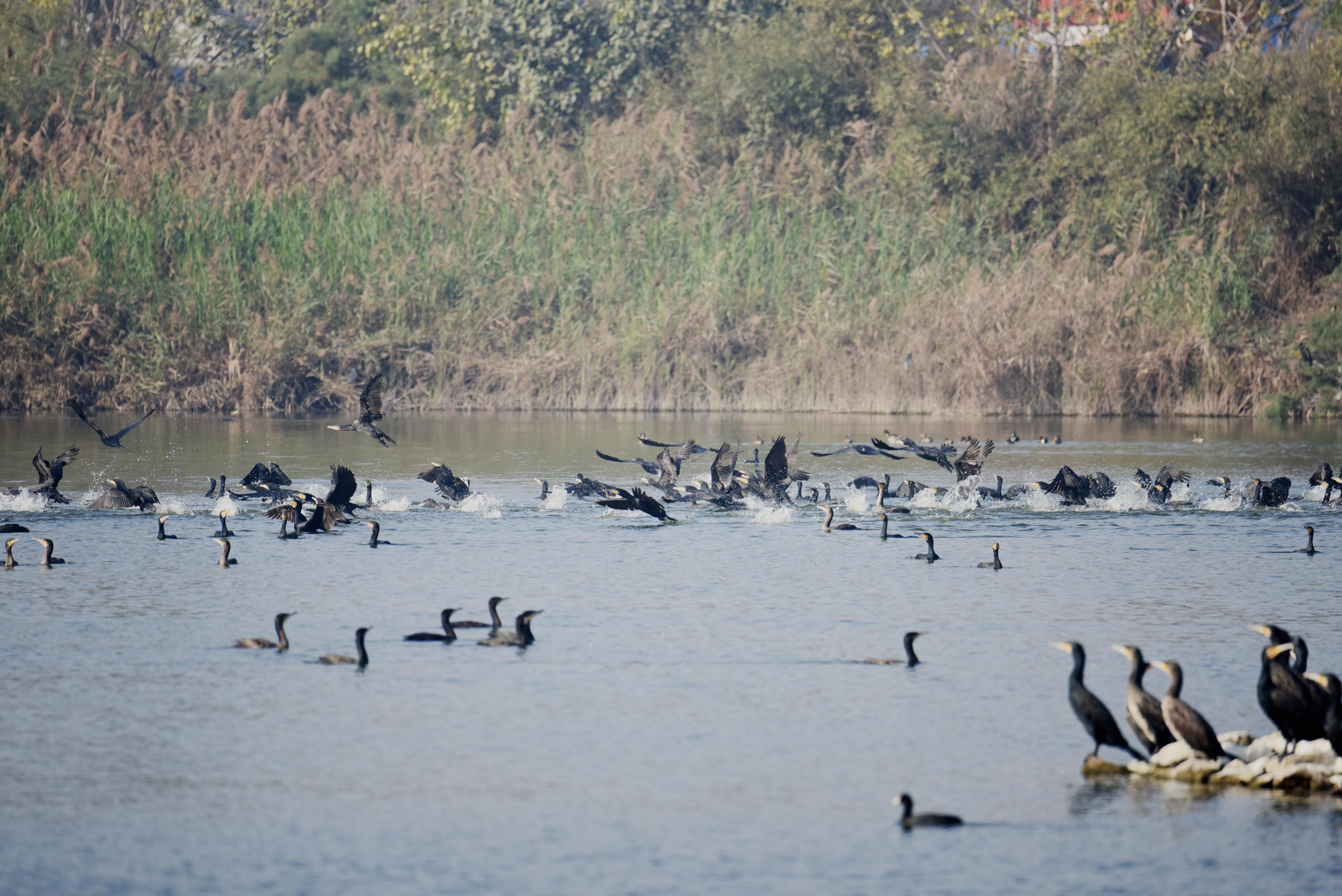 Migratory ducks in the Wetland Yamuna Biodiversity Park (2).JPG