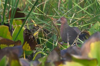 Ruddy Breasted crake thriving in the soon to be industriliased wetlands of Baruipur in West Bengal, India
