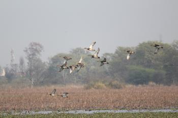 Wetland inside Saheed Chandra Shekhar Azad Bird Sanctuary, Nawabganj, Dist. - Unnao, Uttar Pradesh (India)