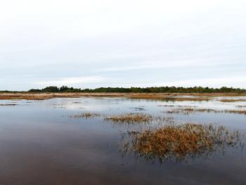 Fakahatchee Marsh in January 2024.