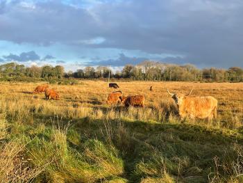 Harristown Commons