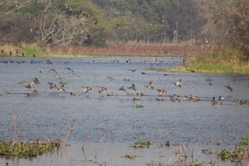 Wetland inside  Saheed Chandra Shekhar Azad Bird Sanctuary ,Nawabganj , District - Unnao, Uttar Pradesh, (India)