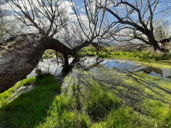 Fallen Willow in Wairau Valley wetland, Marlborough New Zealand