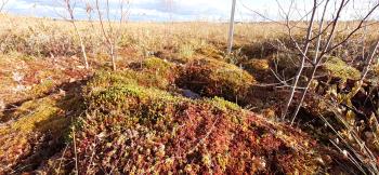 Microtopography of Sphagnum mosses in a 8 years old restored peatland in Quebec, Canada