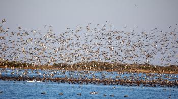 So many species of ducks call the wetlands of eastern North Carolina home during the winter