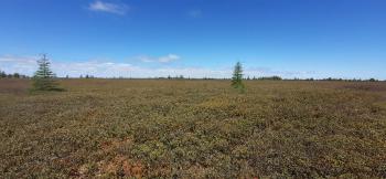 A raised bog in New-Brunswick, Canada