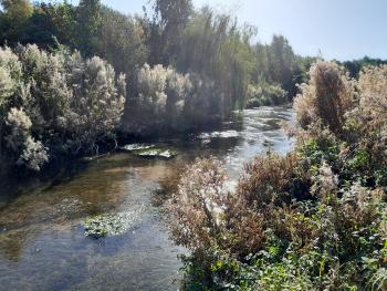 A beautiful English chalk stream, the Great Eau, in the heart of Lincolnshire