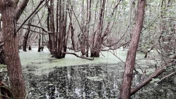 L’Anse aux Epines Wetlands