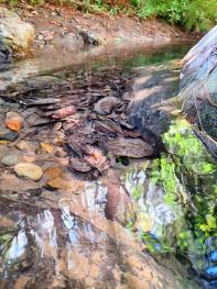 River in Dalican, Bontoc, Mountain Province