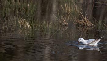 This rare, for North Carolina, Black-headed Gull was enjoying a worm that it had dug up.