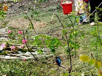 Picture was taken today while cleaning up a local wetland to mark the observance of WORLD WETLAND DAY 2024 by the INSTITUTE OF ENVIRONMENTAL SCIENCE, UNIVERSITY OF RAJSHAHI. Somehow the bird was not at all afraid of us! Human are trustworthy