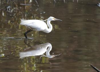 Little Egret at Yeramba Lagoon, Georges River National Park, New South Wales