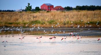 Ramsar house environmental education center Trinitapoli (BT) Pink Flamingo inflight capitanata wetlands