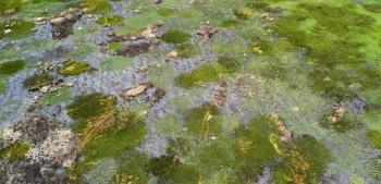 Wetland - South Africa, Gauteng.
Drone image of wetland inundation.