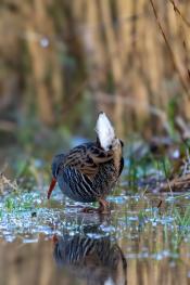 The elusive Water Rail!