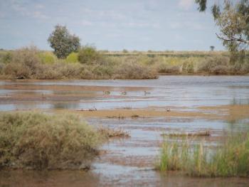 Wetland at One Tree, out on the Hay Plains in the western Riverina.
