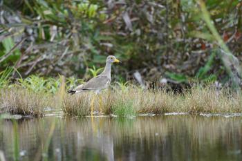 A Gray Trulek bird is looking for food in the Payanie wetland habitat, Aceh-Indonesia.