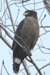 Crested Serpent Eagle at Kanjli Wetland (Kapurthala), Punjab, INDIA.