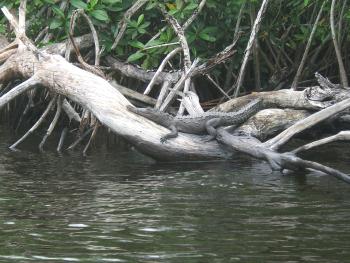 Cocodrilo descansando sobre un tronco en el canal de La Tobara; Nayarit México