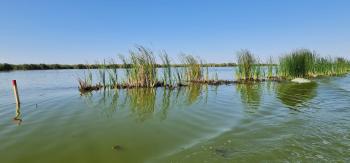 Comana Marsh - view of former levees flooded during restoration works