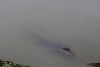 Sunderbans is the largest delta and mangrove forest in the world. Sunderbans in India is bound on by the rivers Muriganga, Harinbhahga and Raimangal. The aquatic and terrestrial flora and fauna found in the region is amazing. A croc moving silently!