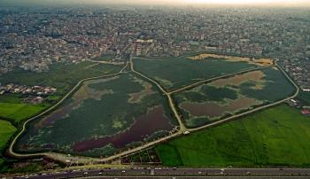 nilofar flower wetlands babol-mazandaran-iran