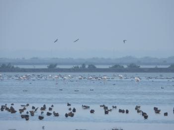 Point Calimere Wetland Complex at Kodiyakarai in Nagapattinam is the oldest Ramsar Site of Tamilnadu. Point Calimere wetland complex supports one of the largest congregations of migratory waterbirds in India with a peak count exceeding 0.1 million individuals.