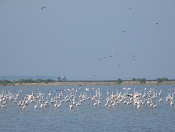 Point Calimere Wetland Complex at Kodiyakarai in Nagapattinam is the oldest Ramsar Site of Tamilnadu. Point Calimere wetland complex supports one of the largest congregations of migratory waterbirds in India with a peak count exceeding 0.1 million individuals.