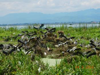 Agriculture practice on water ( Floating agriculture) and high population of water birds (Aian Openbill)  in  Inlay Lake wetland site in Myanmar.