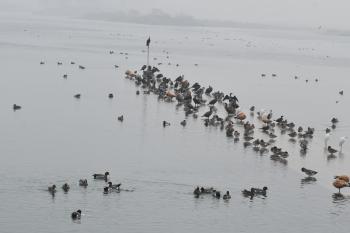 Asan Wetland, a Ramsar site in Uttarakhand, India, boasts diverse bird species, picturesque landscapes, and vital ecosystems. It serves as a sanctuary for migratory birds, promoting conservation and biodiversity.