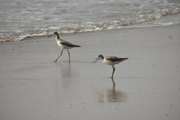 birds of same sky