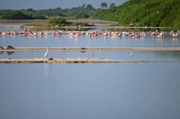 Area de humedales salinos, colindante con el manglar dentro de la UMA Manglares de San Crisanto con diversas especies flamencos, Pelícanos, Cormoranes, Charranes,  espátulas entre otras