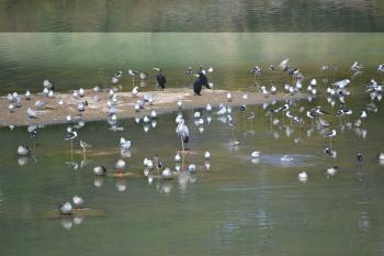 Wader birds in Bhuj - Kutch - Gujarat -India