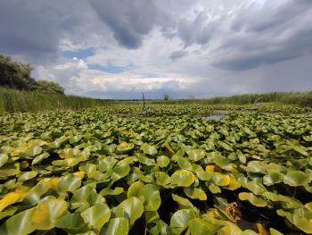 Danube floodplain lake Srebarna