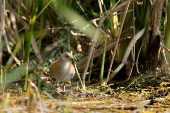 Baillon's Crake now almost extinct from the wetlands of Baruipur, West Bengal, India