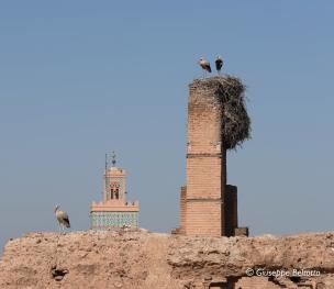 nido di cicogne in Marocco
