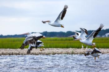 Photo of white pelicans along the Intracoastal Waterway and its adjacent wetlands near Nassau County in Florida.