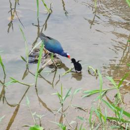 Una Gallareta Morada alimenta a su polluelo.