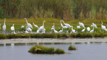 Great Egrets, Snowy Egrets, and Laughing Gulls feasting on small fish trapped in a salt pool. New Jersey's coastal wetlands and salt marshes support a variety of bird life, including many species of wading birds, shorebirds, waterfowl, gulls, and terns.