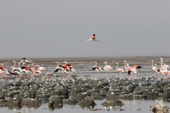 flamingo in shadegan wetland