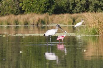 una agradable amistad entre una Cigüeña Americana (Mycteria americana) y una Espátula Rosada (Platalea ajaja), inmersas en el paisaje natural y conservado de la Reserva de la Biosfera La Encrucijada.