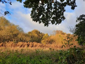One of the wetland jewels of Kent. One of only a handful of undrained peat bogs in the county.