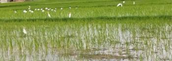 I have clicked these photos and many more during my bird walk and while studying & understanding the ecosystem of these wetlands and its really important to protect them from humans act and make them aware about its importance & its services.